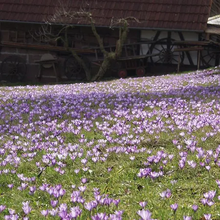 Kronelamm Im Schwarzwald Бад-Тайнах-Цавельштайн